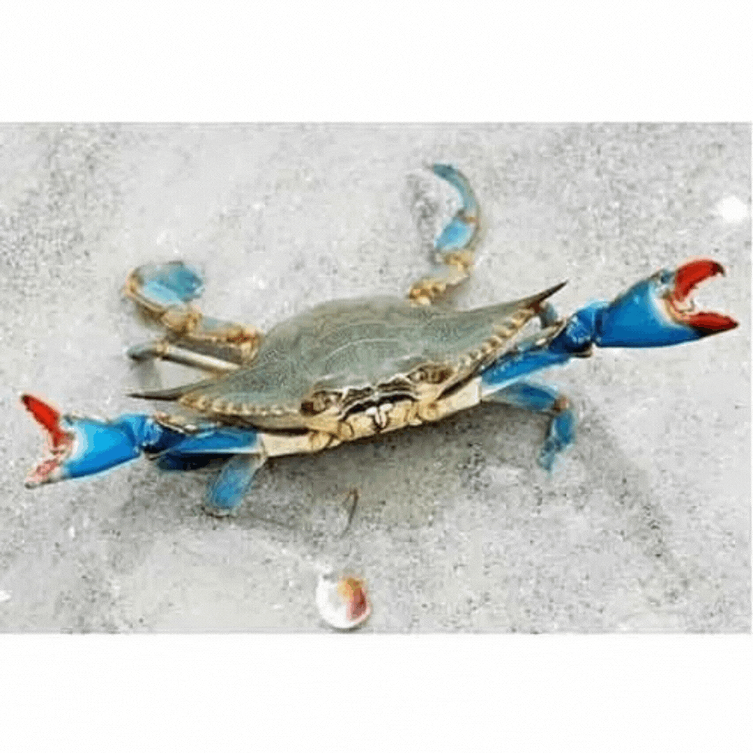 Blue Crab (medium) (Cleaned) | நீல நண்டு - product media