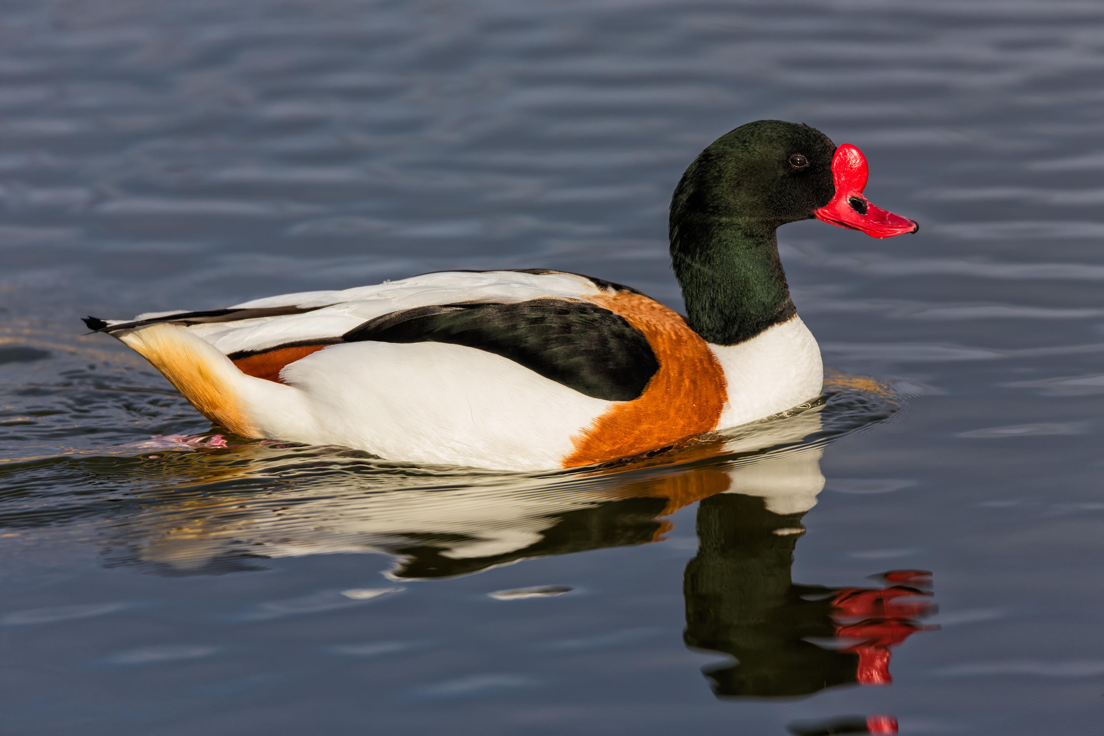 Duck (Naatu Thara) with Skin | நாட்டு வாத்து (900gms to 1000gms) - product media