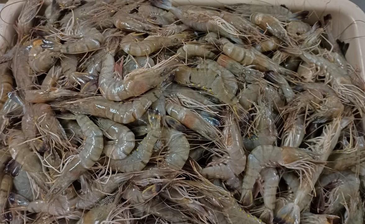 Prawns (Sea) (Medium) | கடல் இறால் (50 - 60) - product media