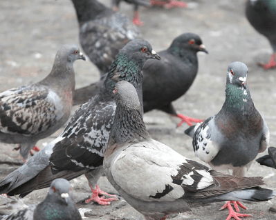 Pigeon Meat (With Skin)| புறா இறைச்சி - product media