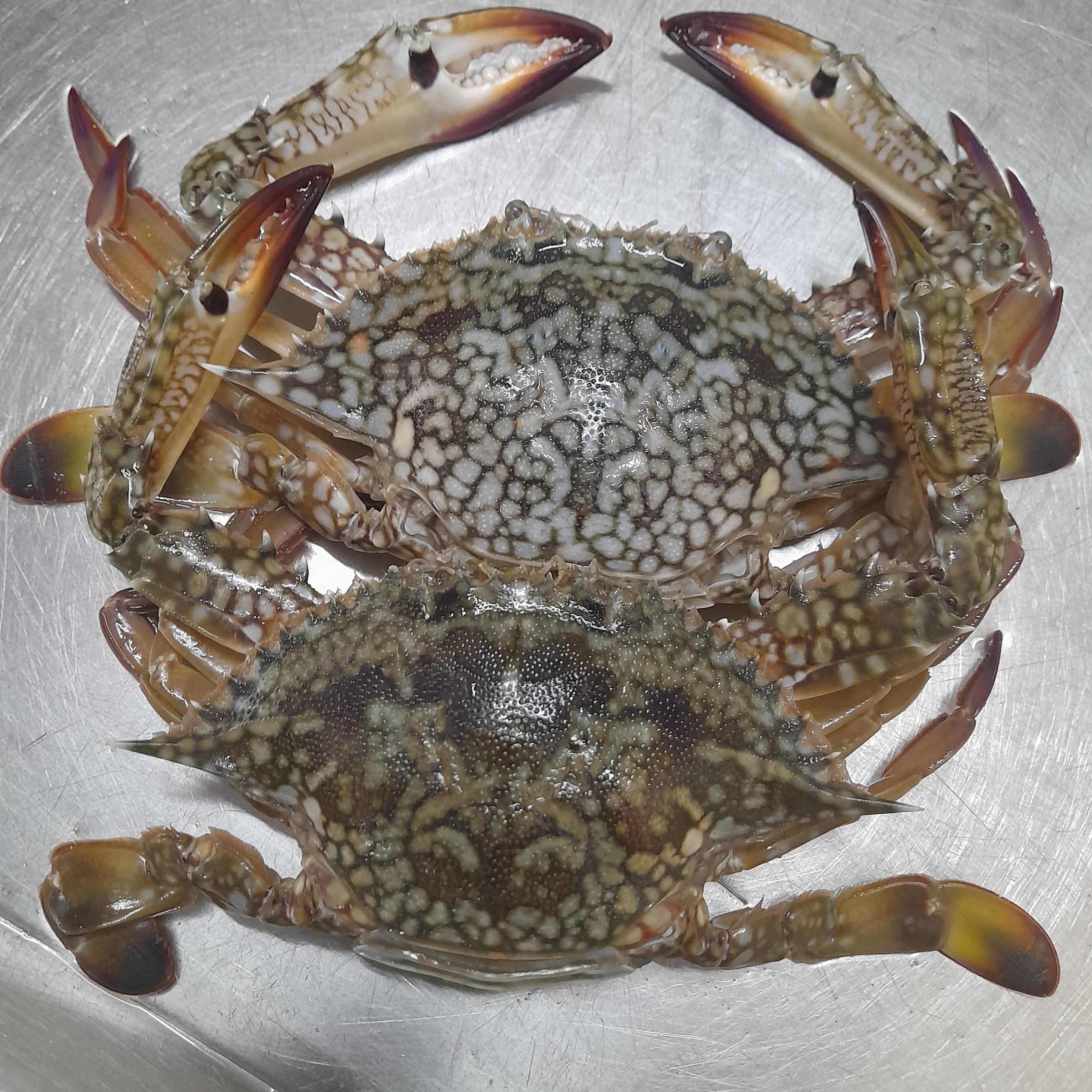 Crab (medium) (Cleaned) | நண்டு - product media