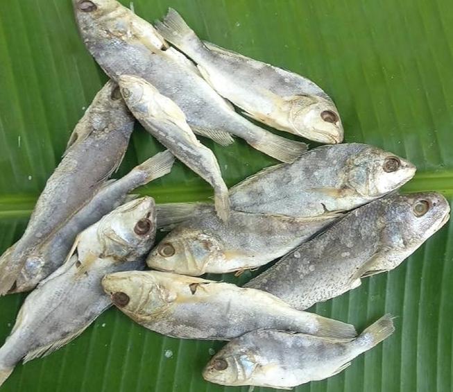  ( Medium ) panna karuvadu - product media