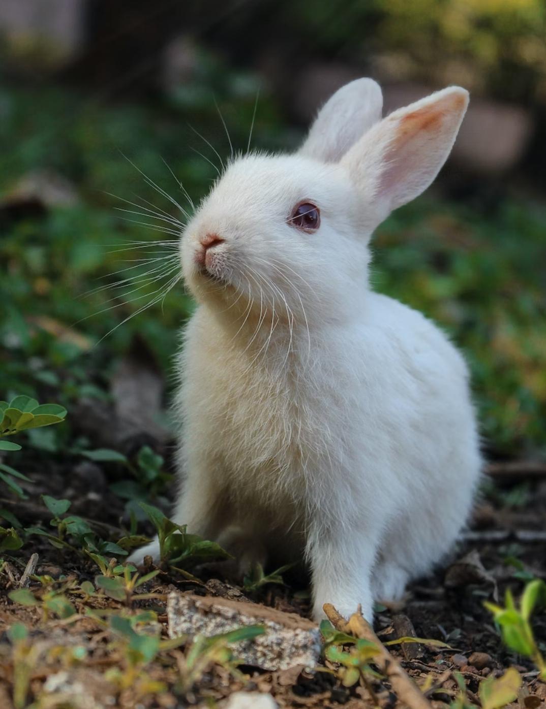 முயல் கறி /Rabbit (Muyal Meat) - product media