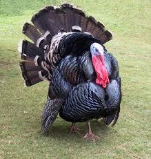 Vaankoli (Alive Turkey) | உயிர் வான்கோழி - product media