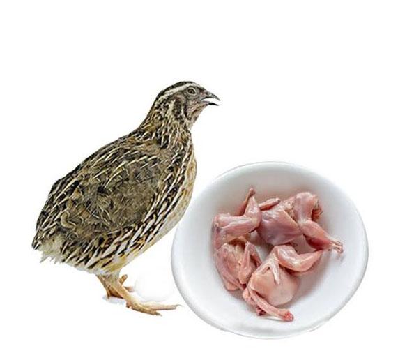 Kaadai / Quail | காடை - product media